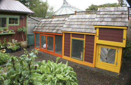 Custom Chicken Coop Design Considerations Image